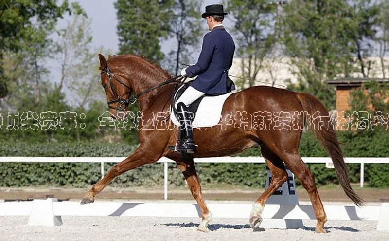 球速体育app登录入口百度人工翻译顶尖赛事：全球运动赛事平均薪资排行榜揭密